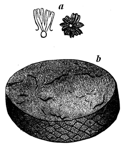 American Lower Silurian Plants.