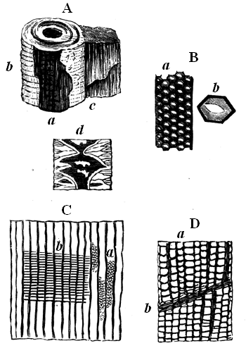 A Devonian Taxine Conifer.