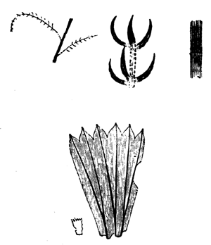 Asterophyllites parvula.