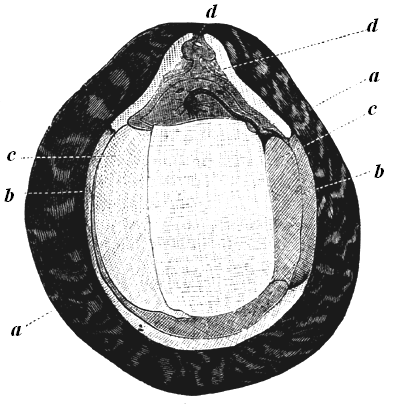 Trigonocarpum Hookeri.