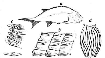 A small Carboniferous Ganoid.