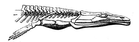 Archegosaurus Decheni.