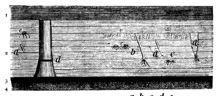 Section showing the position of an erect Sigillaria.