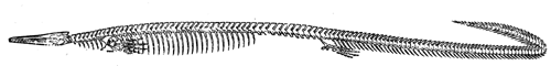 Skeleton of Clidastes.