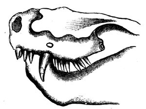 A Theriodont Reptile of the   Trias