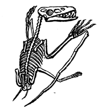 Skeleton of Pterodochylus   crassirostris.