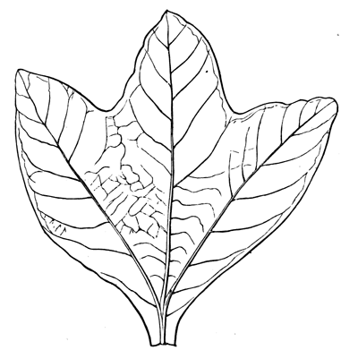 Sassafras cretaceum.