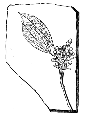 Cinnamomum Scheuchzeri.