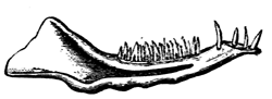 Jaw of Dromatherium   sylvestre.