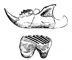 Plagiaulax Becklesii.   Jaw, and pre-molar enlarged.