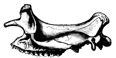 Skull of Brontotherium   ingens.