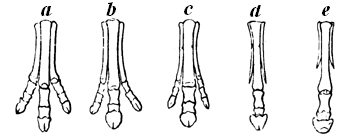 Series of Equine   Feet.