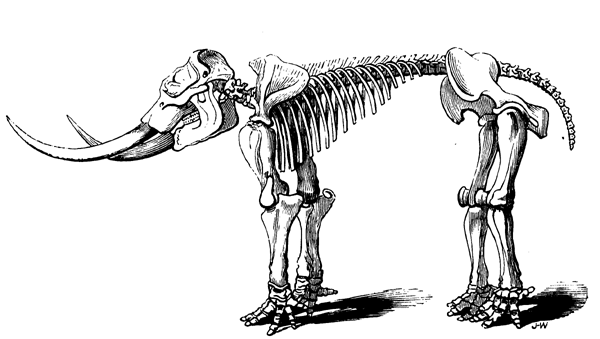 Mastodon ohioticus.