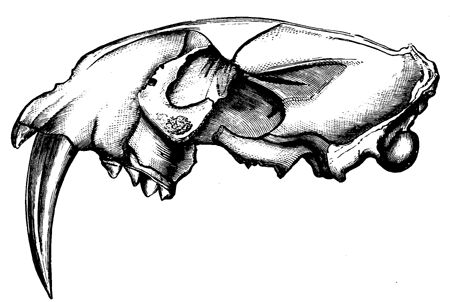 Skull of a Cymetar-toothed   Tiger.