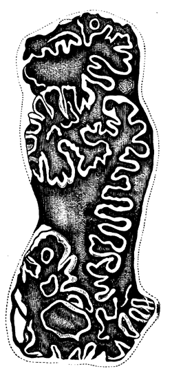 Tooth of   Elasmotherium