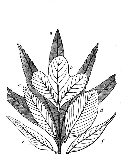 Lower Cretaceous Leaves.