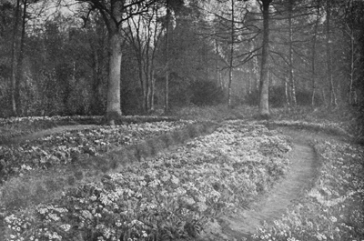 Evening in the Primrose Garden.