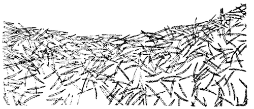 Illustration: Part of an oscular collar of Spongilla lacustris subsp. reticulata, showing arrangement of microscleres in the derma (magnified).