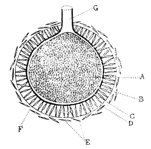 Illustration: Fig. 7.—Diagram of a vertical section through the gemmule of Spongilla proliferens.