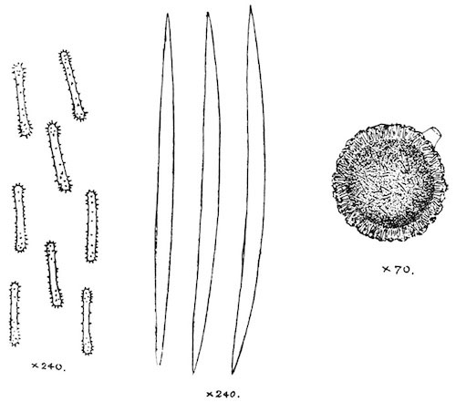 Illustration: Fig. 12.—Gemmule and spicules of Spongilla hemephydatia (from type specimen).