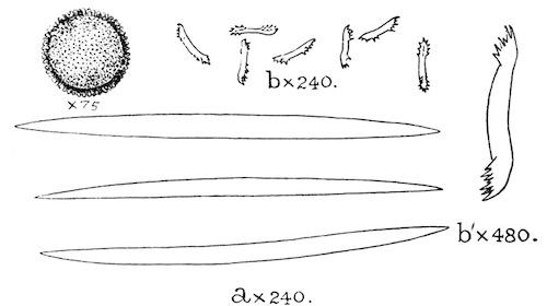 Illustration: Fig. 20.—Gemmule and spicules of Pectispongilla aurea (type specimen). a, Skeleton-spicules; b, gemmule-spicules; b', a single gemmule-spicule more highly magnified.