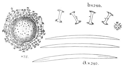 Illustration: Fig. 21.—Gemmule and spicules of Ephydatia meyeni (from Calcutta). a, Skeleton-spicules; b, gemmule-spicules.