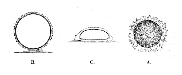 Illustration: Fig. 28.—Eggs of Hydra (magnified).