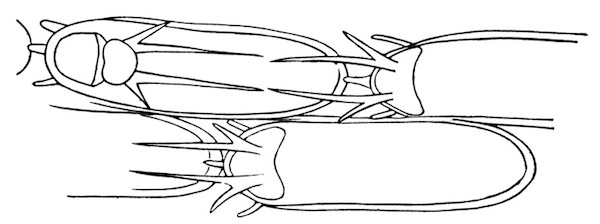 Illustration: Fig. 33.—Outline of four zoœcia of Membranipora bengalensis, Stoliczka (from type specimen, after Thornely). In the left upper zoœcium the lip is shown open.