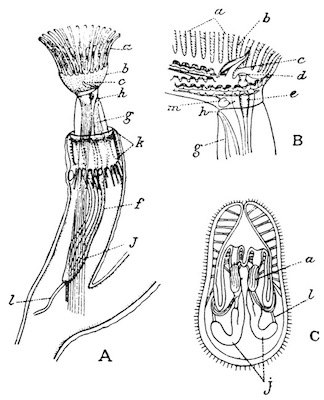 Illustration: Fig. 40.—Structure of the Plumatellina (after Allman).