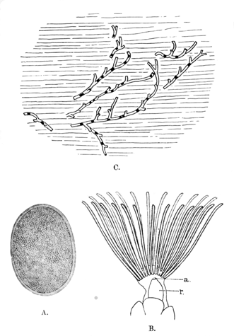 Illustration: Fig. 41.—Fredericella indica.