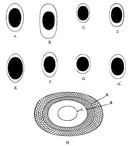 Illustration: Fig. 42.—Outlines of free statoblasts of Plumatella (enlarged).