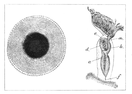 Illustration: Fig. 47.—Pectinatella burmanica.