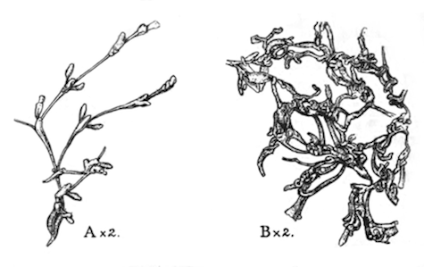 Illustration: Fig. 49.—Stolella himalayana (types, from the Kumaon lakes).