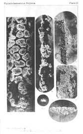 Illustration: Plumatella, Lophopodella, Pectinatella.