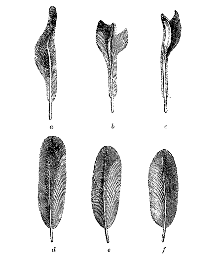 Fig. 45. Secondary wing-feathers of Pipra deliciosa (from Mr. Sclater, in Proc, Zool. Soc. 1860). The three upper feathers, a, b, c, from the male; the three lower corresponding feathers, d, e, f, from the female.