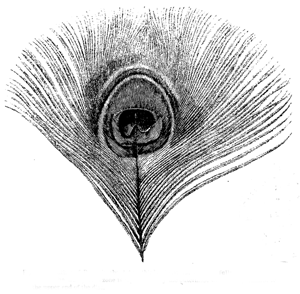 Fig. 53. Feather of Peacock, about two-thirds of natural size, carefully drawn by Mr. Ford. The transparent zone is represented by the outermost white zone, confined to the upper end of the disc.