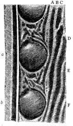 Fig. 56. Part of Secondary wing-feather of Argus pheasant, shewing two, a and b, perfect ocelli. A, B, C, &c., dark stripes running obliquely down, each to an ocellus.