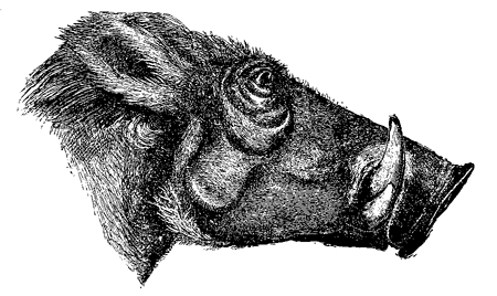 Fig. 65. Head of Æthiopian Wart-hog, from ‘Proc. Zool. Soc.’ 1869. (I now find that this drawing represents the head of a female, but it serves to shew, on a reduced scale, the characters of the male.)