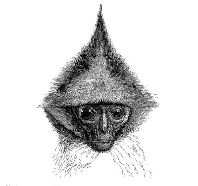 Fig. 70. Head of Semnopithecus rubicundus. This and the following figures (from Prof. Gervais) are given to shew the odd arrangement and development of the hair on the head.