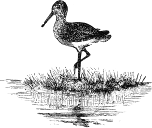 Greenshank