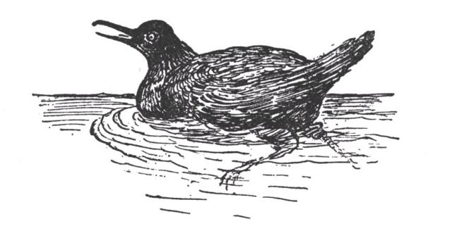 GUILLEMOT