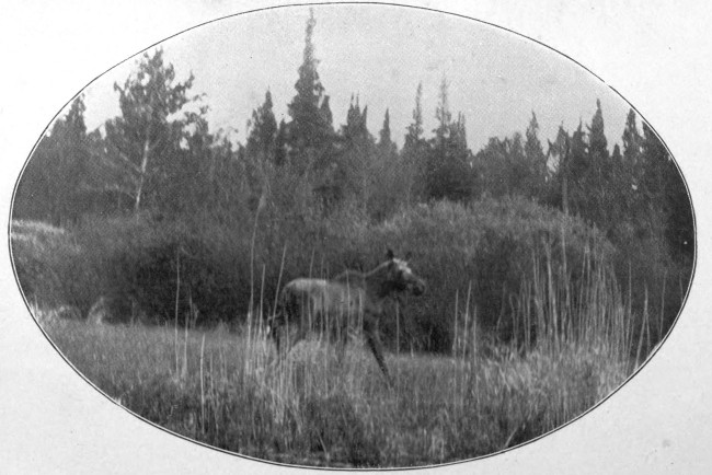 YOUNG BULL MOOSE NEAR RUSSELL POND.  (West Branch Waters.)  Photographed from Life.