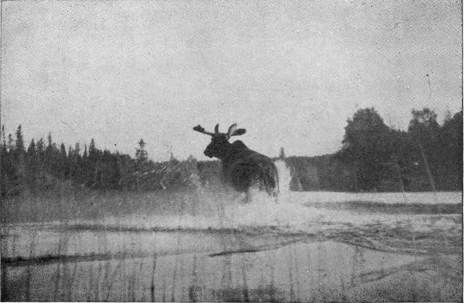 BULL MOOSE IN BLACK POND.  (West Branch Waters.)  Photographed from Life.