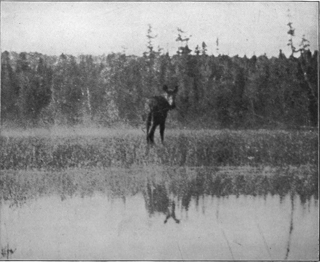 COW MOOSE ON BLACK POND.  (West Branch Waters.)  Photographed from Life.