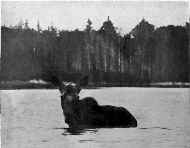 COW MOOSE IN HARRINGTON LAKE.  (West Branch Waters.)  Photographed from Life.