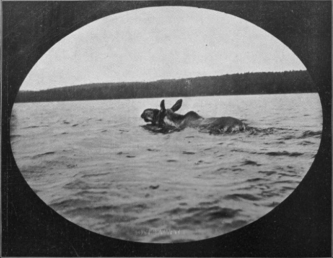 BULL MOOSE SWIMMING MUSQUOCOOK LAKE.  (St. John Waters.)  Photographed from Life.