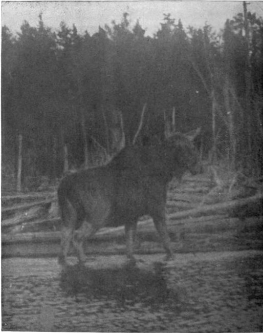 LARGE BULL MOOSE ON MUD POND BROOK.  (West Branch Waters.)  Photographed from Life. Time exposure.