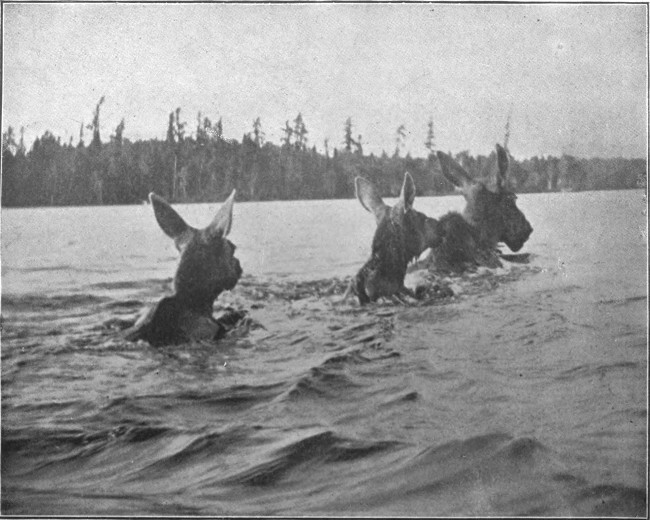 COW MOOSE, WITH CALVES, SWIMMING MUD POND.  (West Branch Waters.)