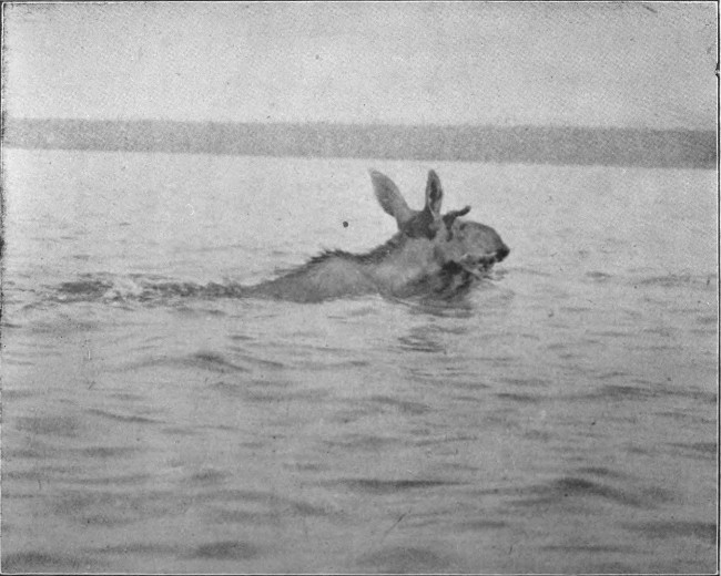 SPIKE-HORN BULL SWIMMING MUD POND.  (West Branch Waters.)  Photographed from Life.