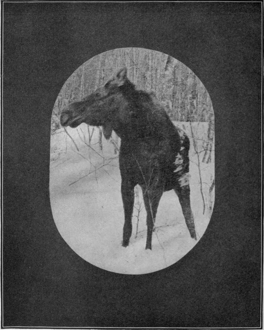 BULL MOOSE IN DEEP SNOW.  Taken during January, near Eagle Lake.  Photographed from Life.